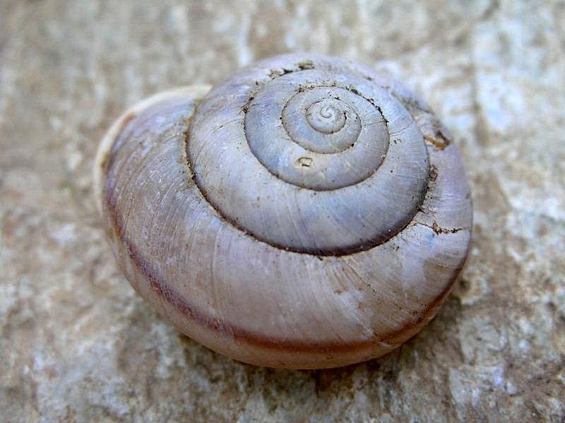 Chilostoma cingulatum da Verona